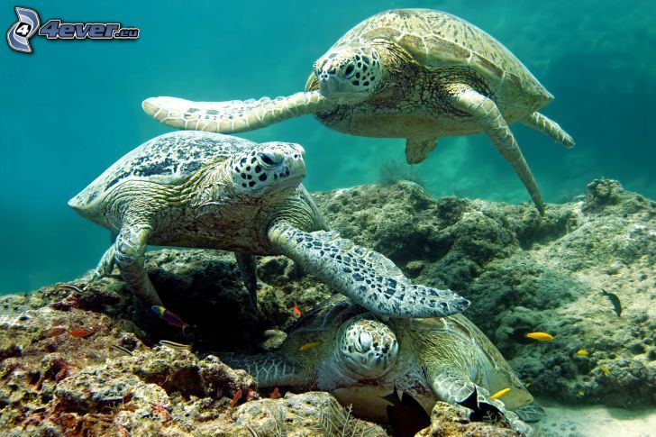 sköldpaddor, simmande under vatten