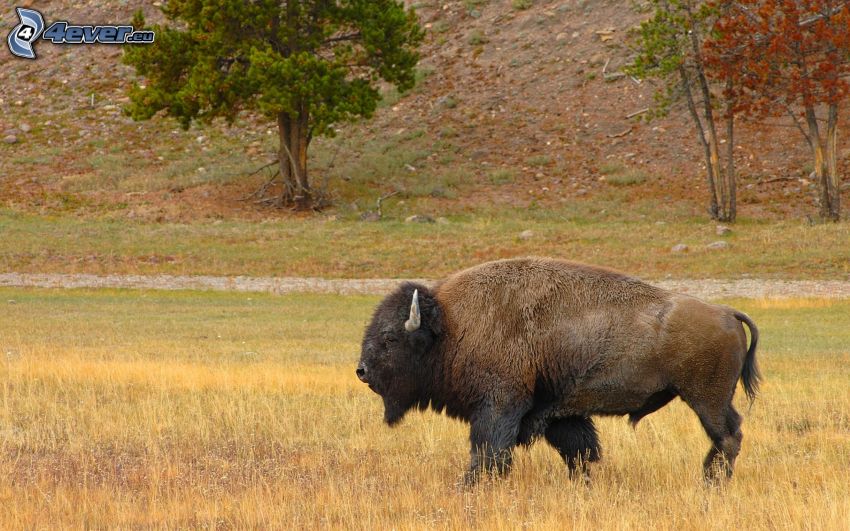 bison, torrt gräs