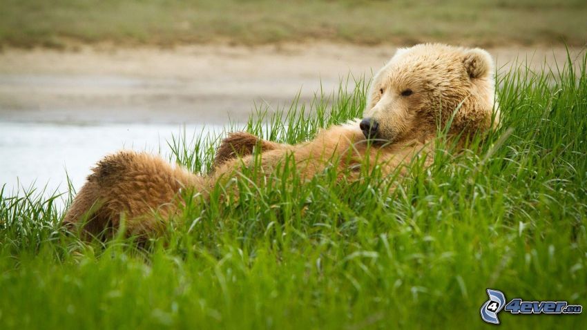 björn, gräs