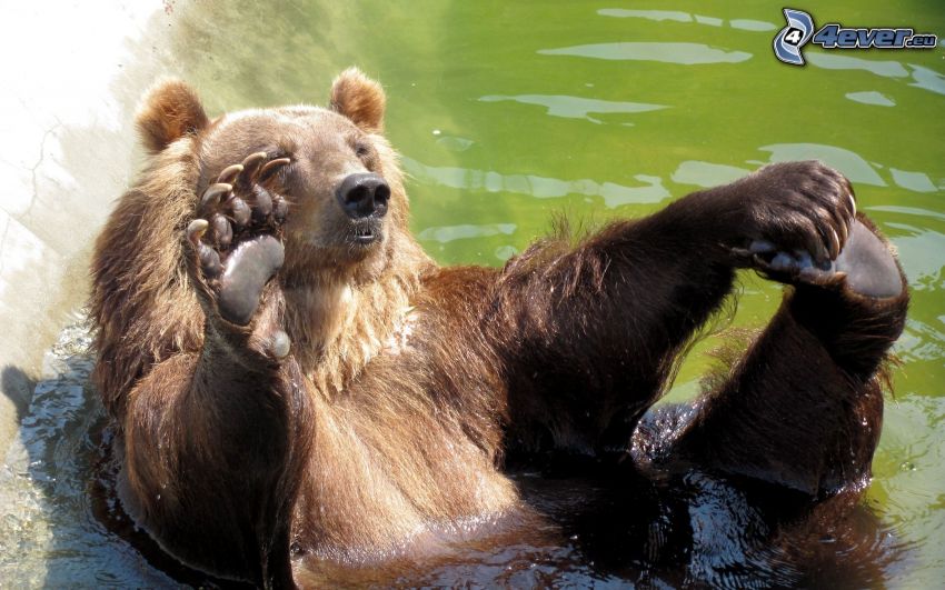 björn, vatten, bad