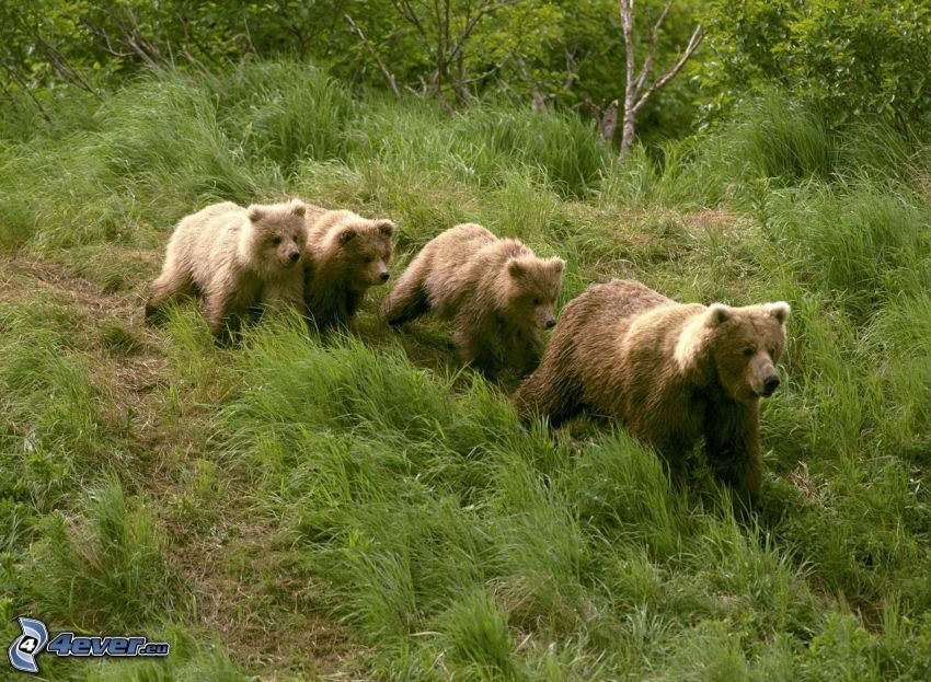 björnar, ungar, gräs