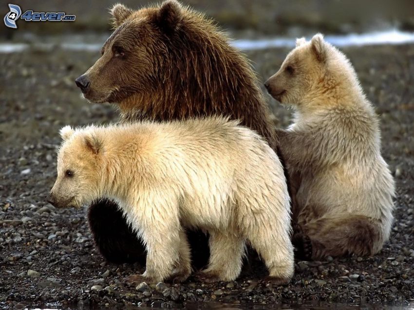 björnar, ungar, småsten