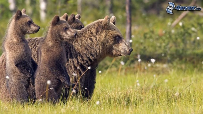 björnar, ungar, torrt gräs