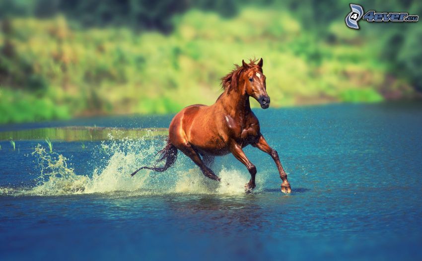 brun häst, vatten