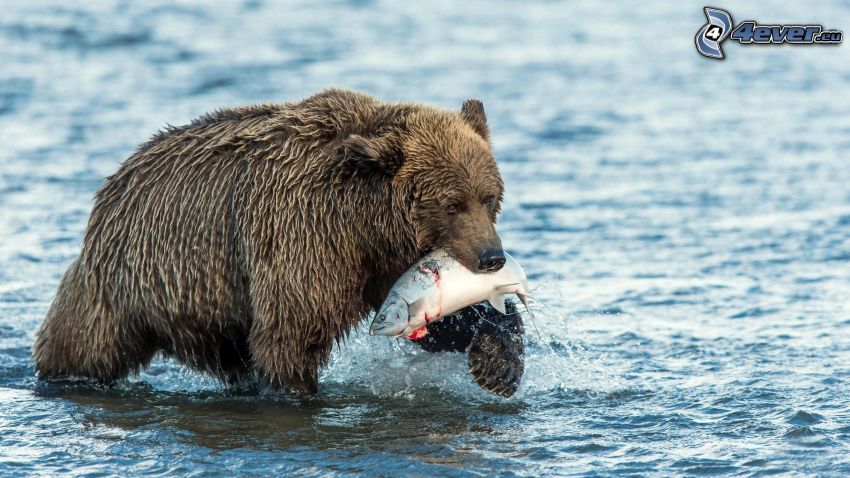 brunbjörn, fisk, vatten
