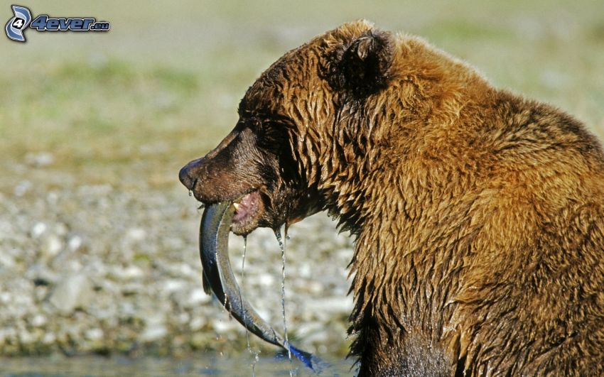 brunbjörn, fisk