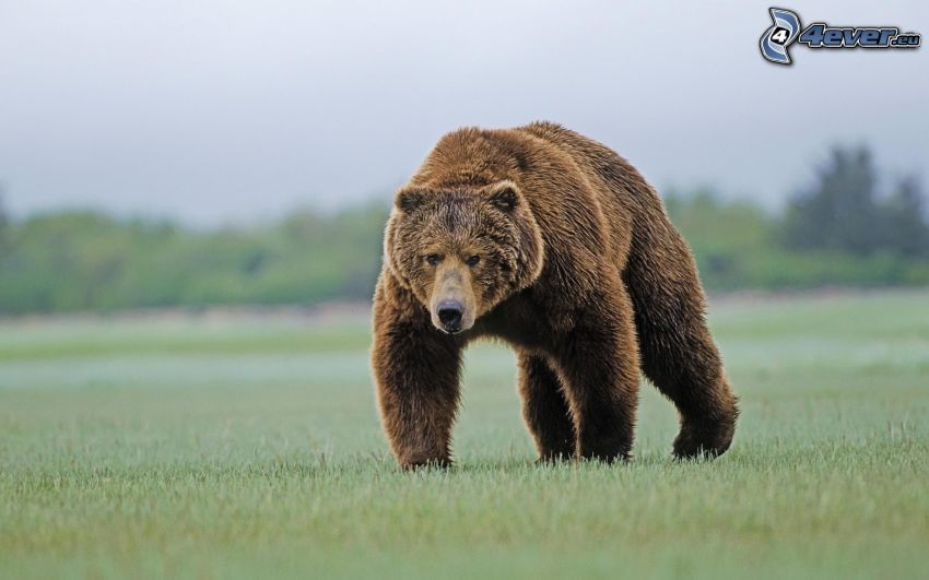 brunbjörn, gräs