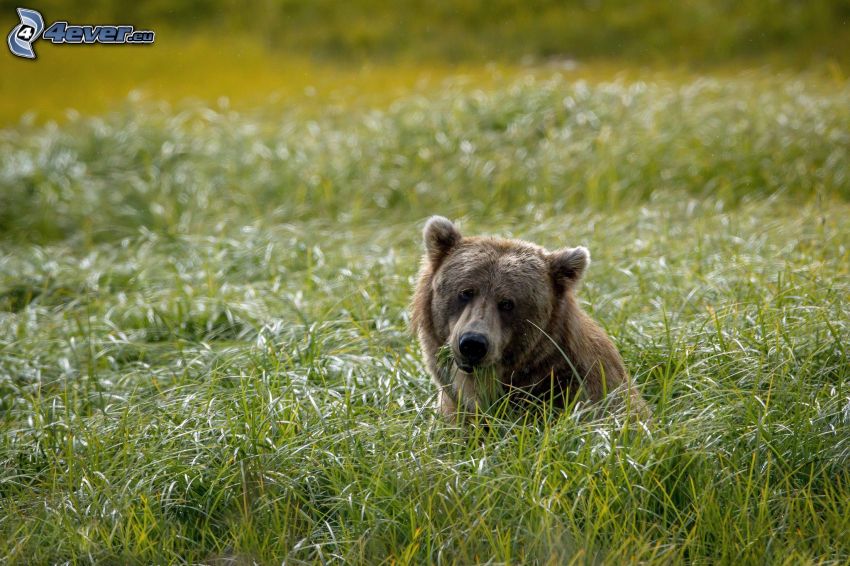 brunbjörn, högt gräs
