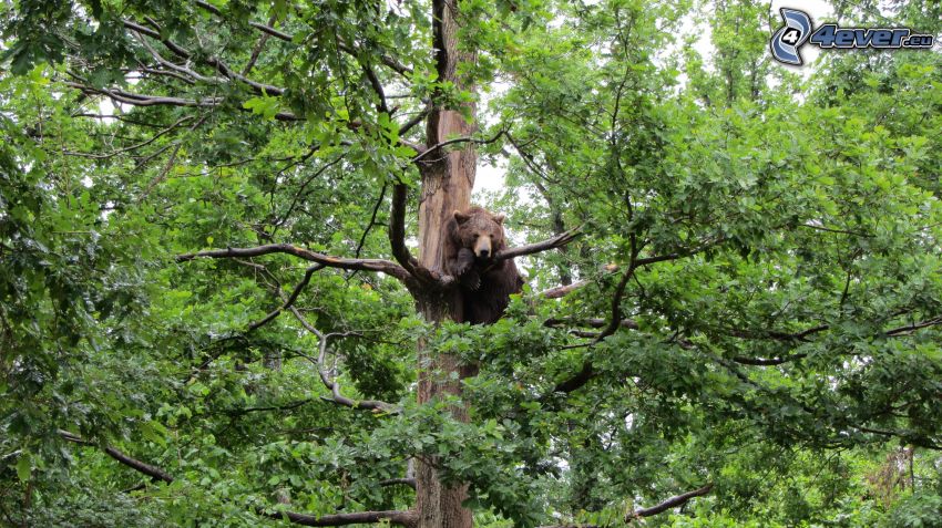 brunbjörn, träd