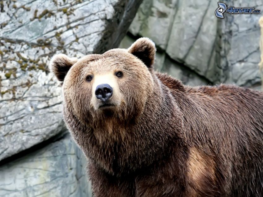brunbjörn