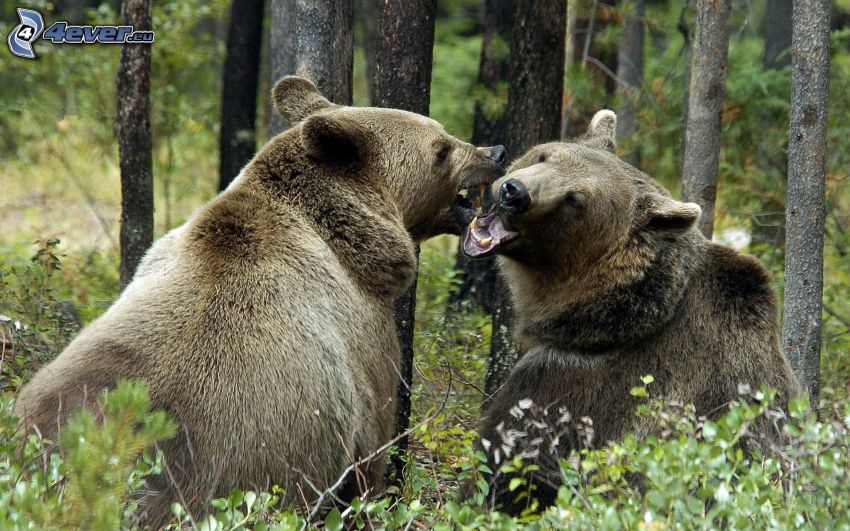 brunbjörnar, duell