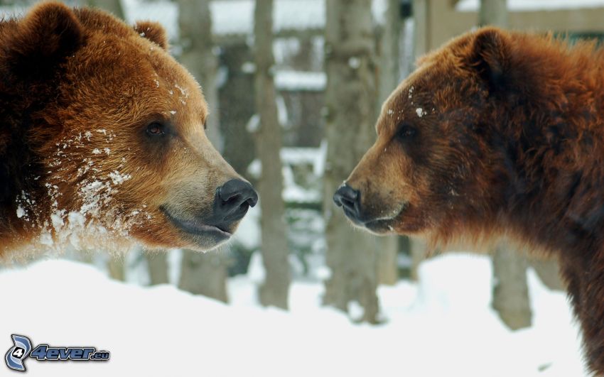 brunbjörnar, snö