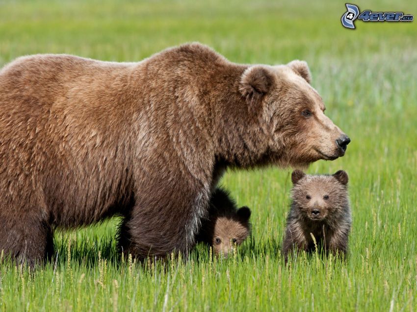 brunbjörnar, ungar, grönt gräs