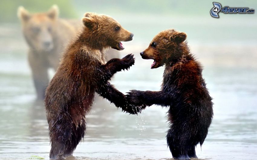 brunbjörnar, ungar, vatten