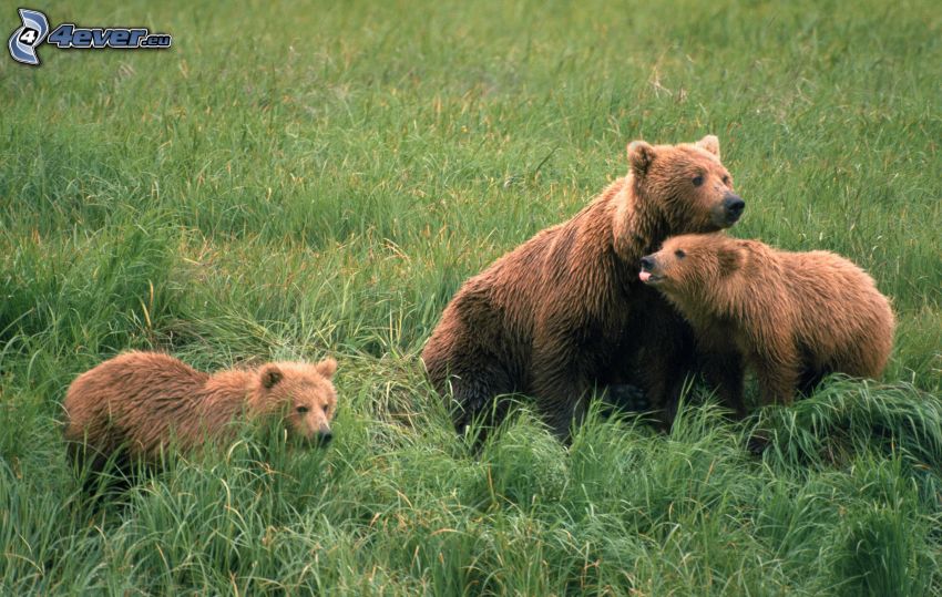 brunbjörnar, unge, gräs
