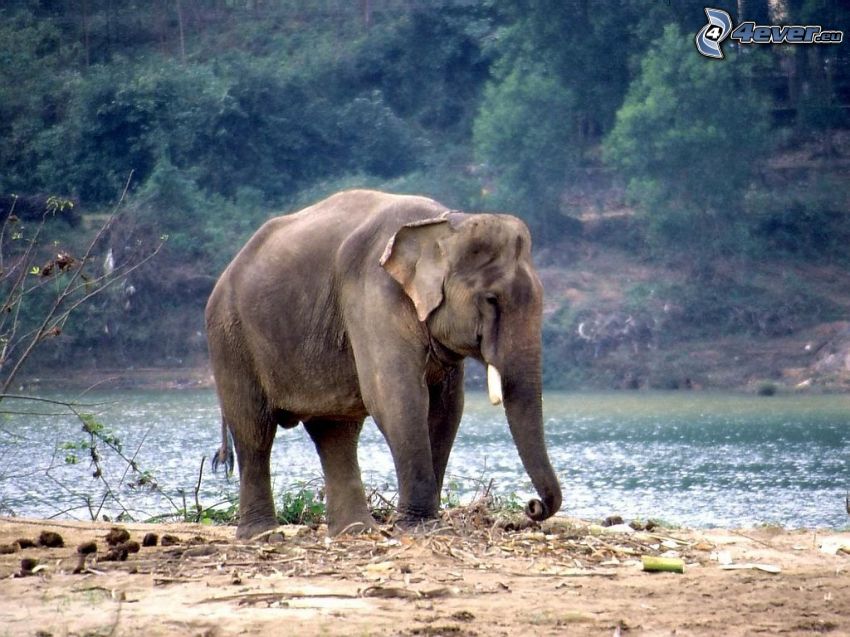 elefant, flod