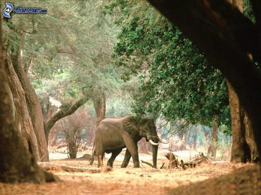 elefant, träd