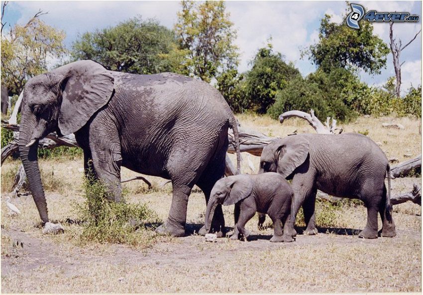 elefanter, elefantkalvar