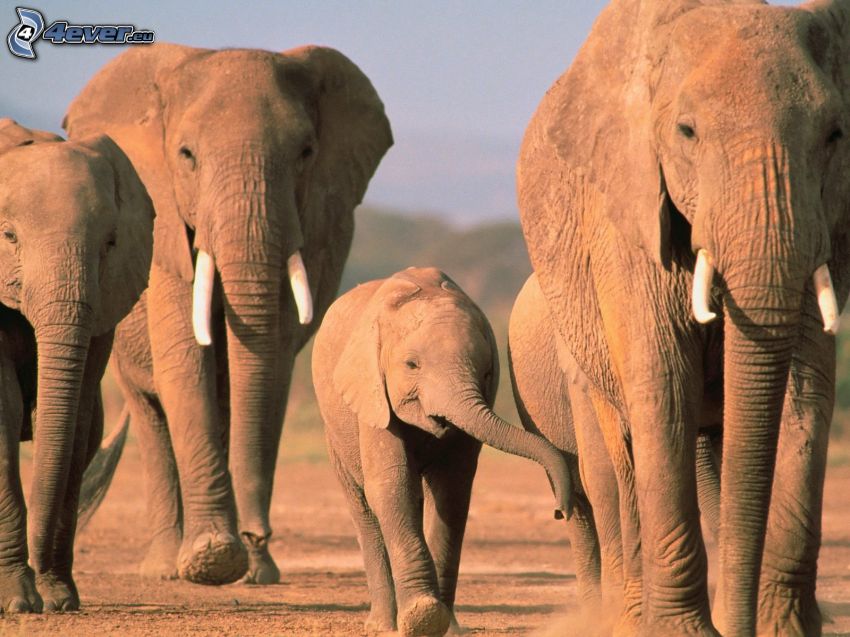 elefanter, elefantunge