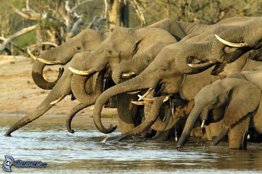 elefanter, flod