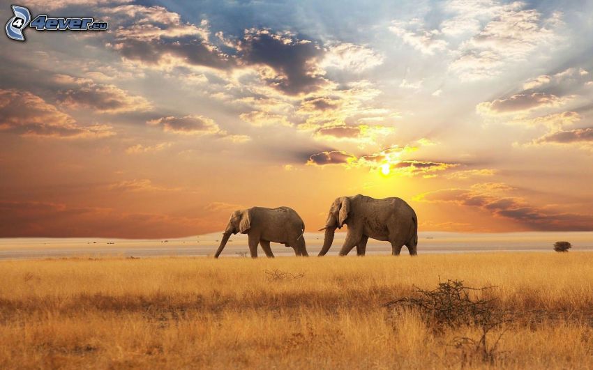 elefanter, savann, solnedgång, moln