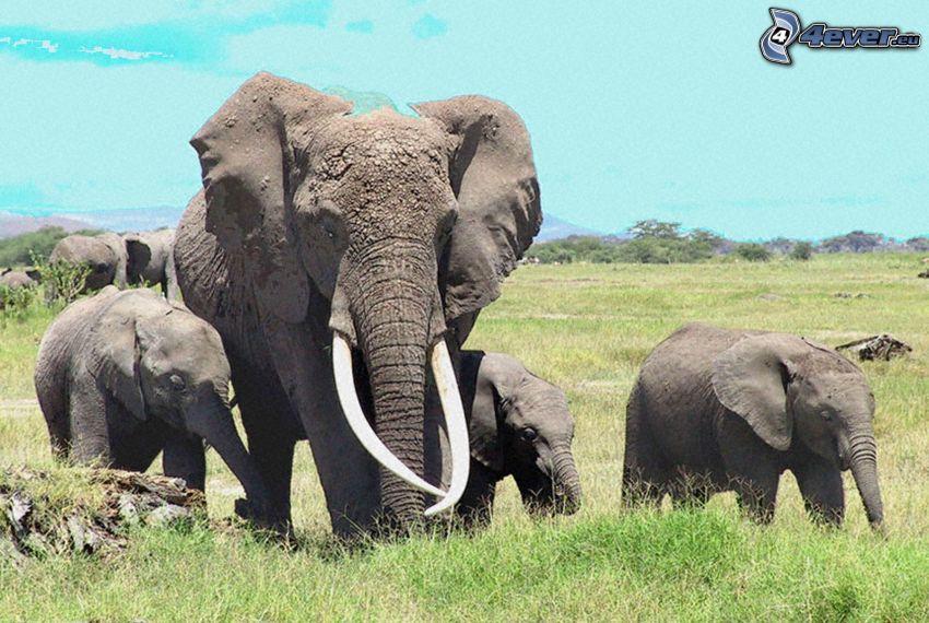 elefanter, savann