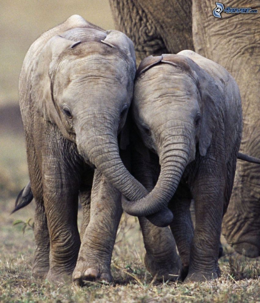 elefanter