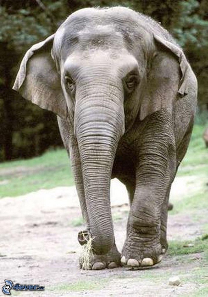 elefantunge