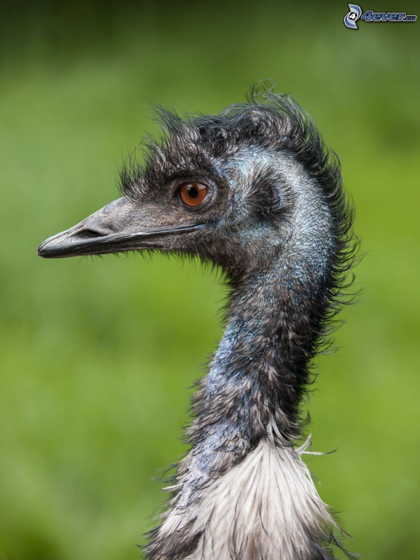 emu