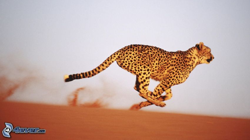 gepard, springa