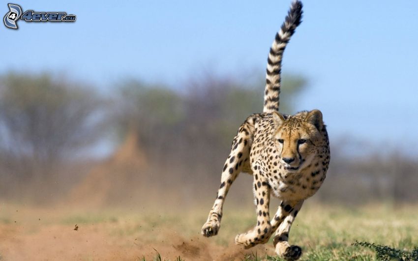 gepard, springa
