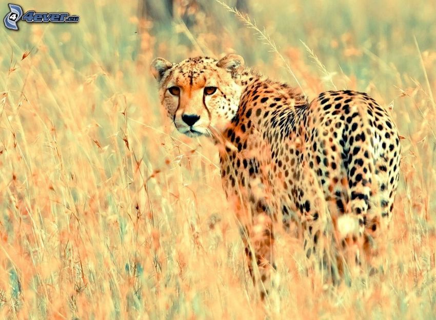 gepard, torrt gräs