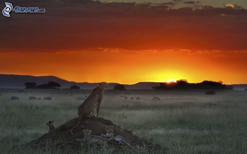 geparder, solnedgång på savann