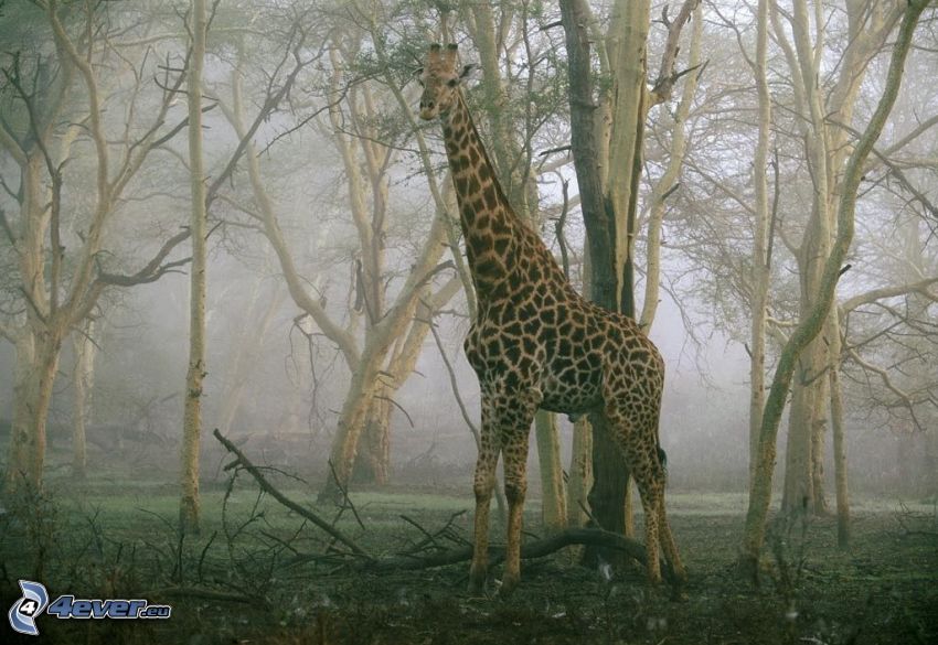 giraff, skog