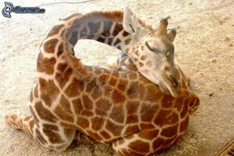 giraff, sömn