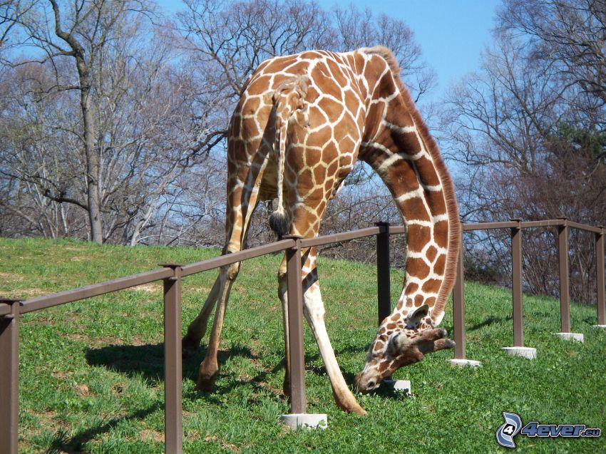 giraff, staket