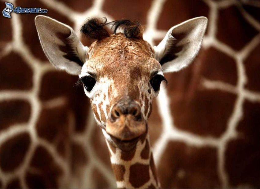 giraff, unge