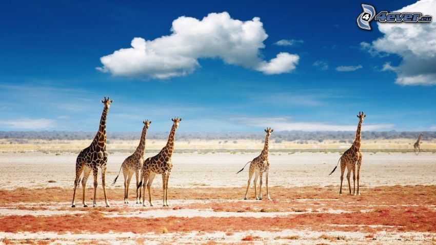 giraffer, savann