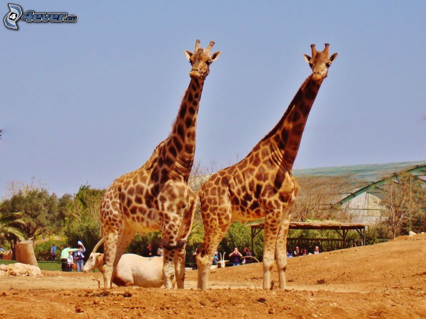 giraffer, ZOO