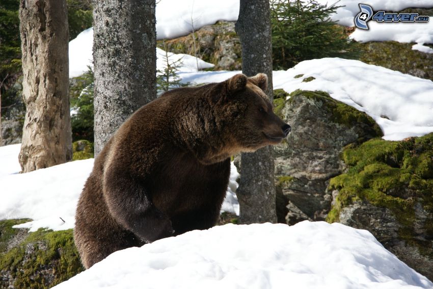 grizzlybjörn, klippor, snö