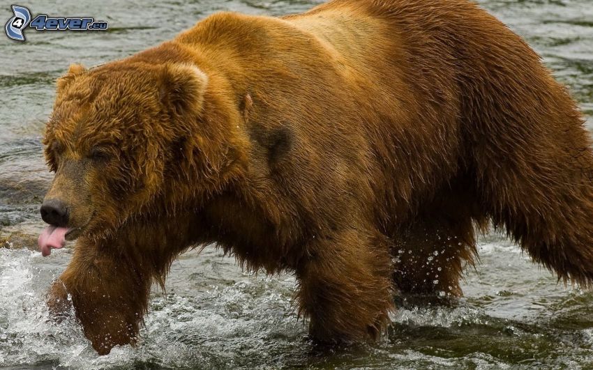 grizzlybjörn, vatten