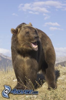 grizzlybjörn, vildmark, natur