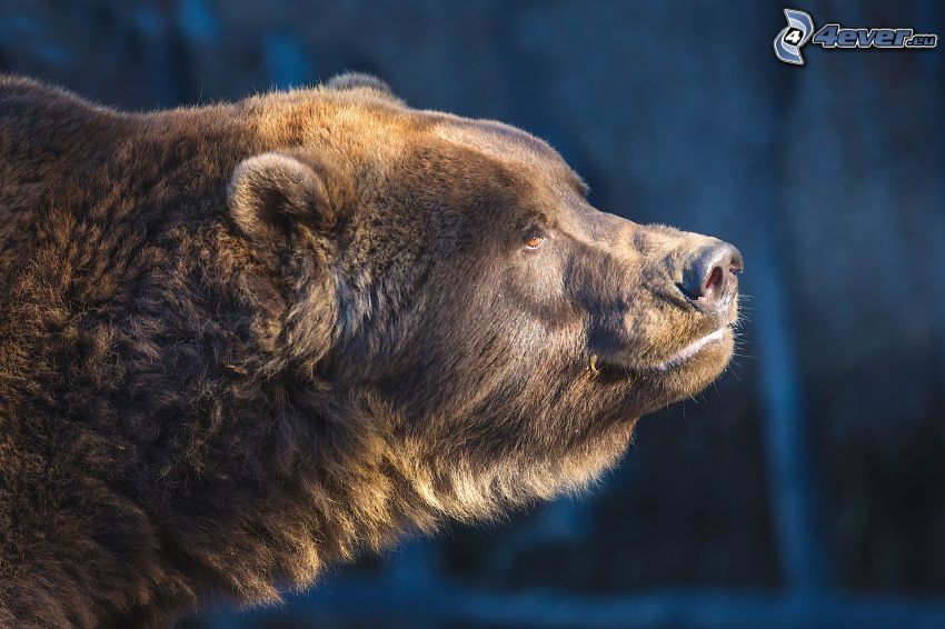 grizzlybjörn