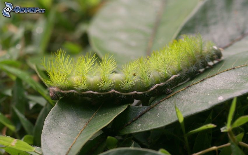 grön larv, gröna blad