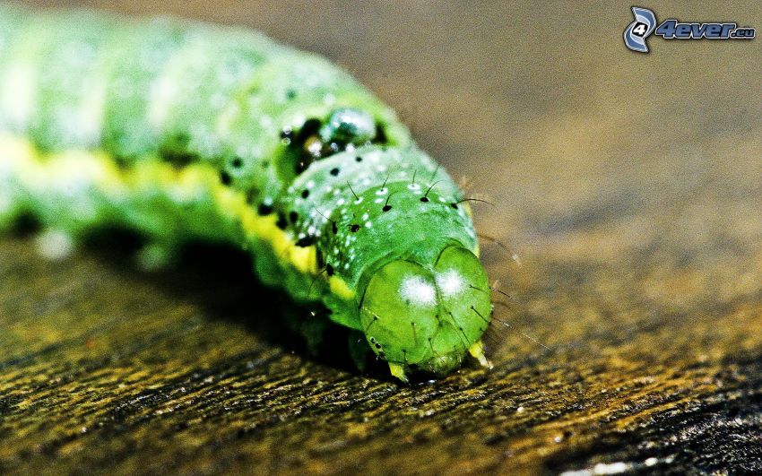 grön larv, makro