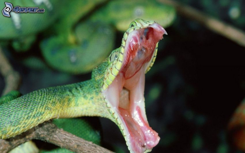 grön orm, käftar