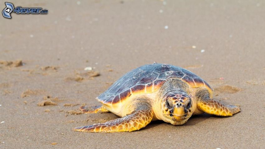 havssköldpadda, sand