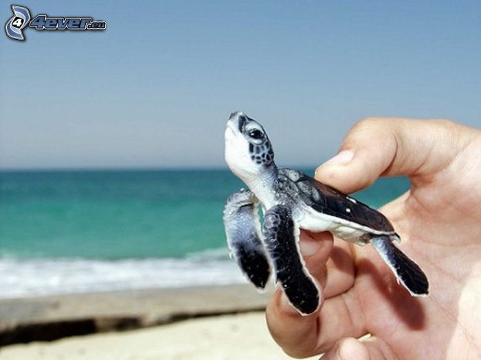 havssköldpadda, unge, hand