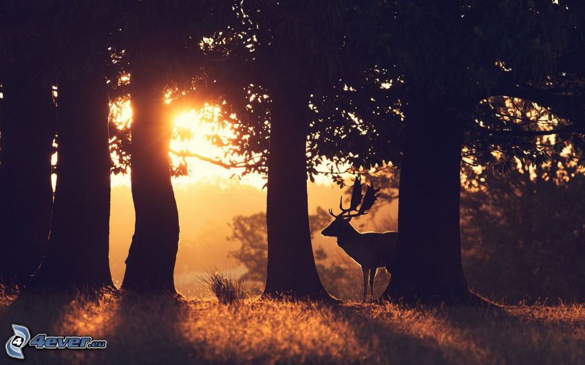 hjort, solnedgång i skogen