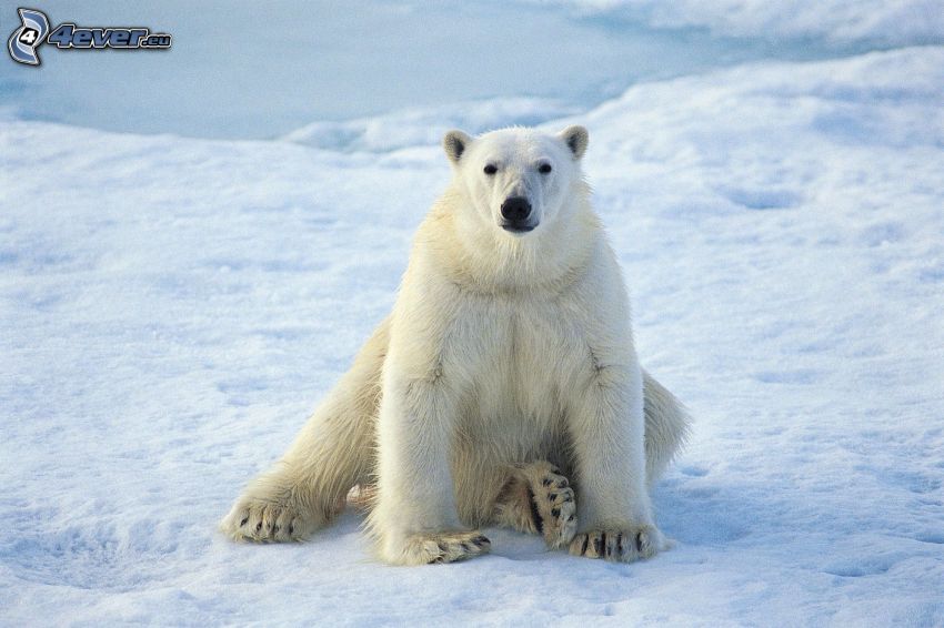 isbjörn, snö